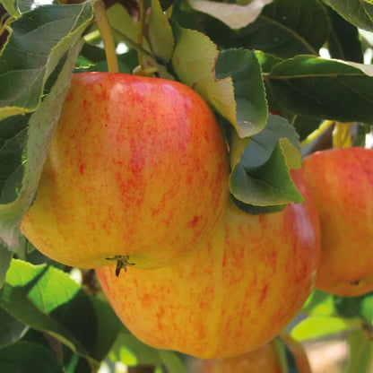 Mini Fruit Tree Patio Garden Plant Apples Pears Cherries Plums 9cm Potted