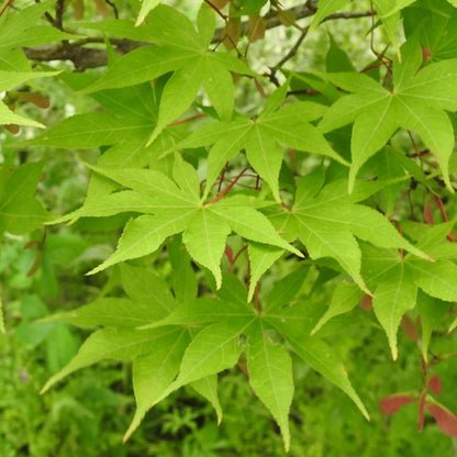 Acer palmatum 'Osakazuki',  Japanese Maple Deciduous Garden Plant Tree In Pot