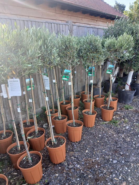 Olive Tree Large Approx 160cm Tall 25L UK Hardy Evergreen Patio Plant Healthy