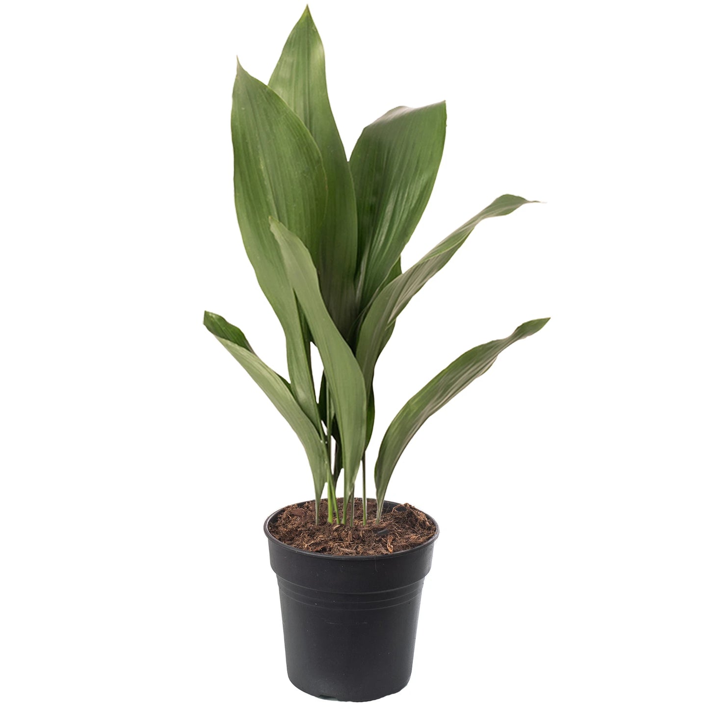 Cast Iron Plant Aspidistra Elatior Indoor House Plants Evergreen Tall Exotic