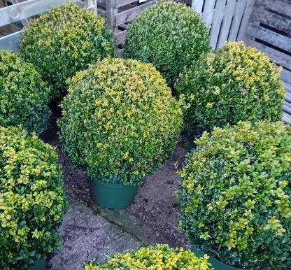 Buxus sempervirens (common box) topiary ball 45-50cm diameter