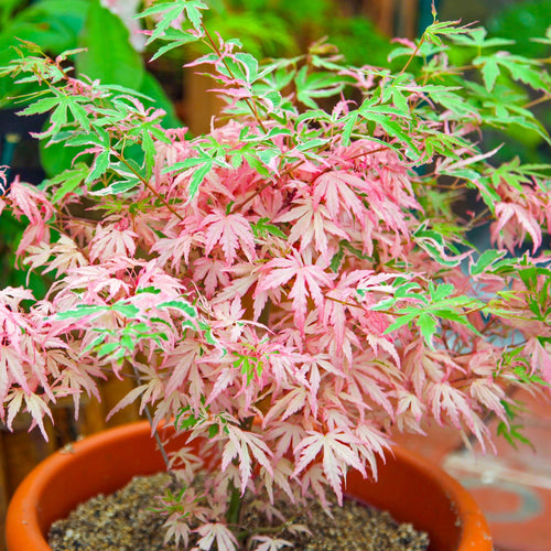 Acer Iyoshi Deciduous Japanese Maple Tree for Patio Garden Ready in Plant 20-30cm incl. Pot