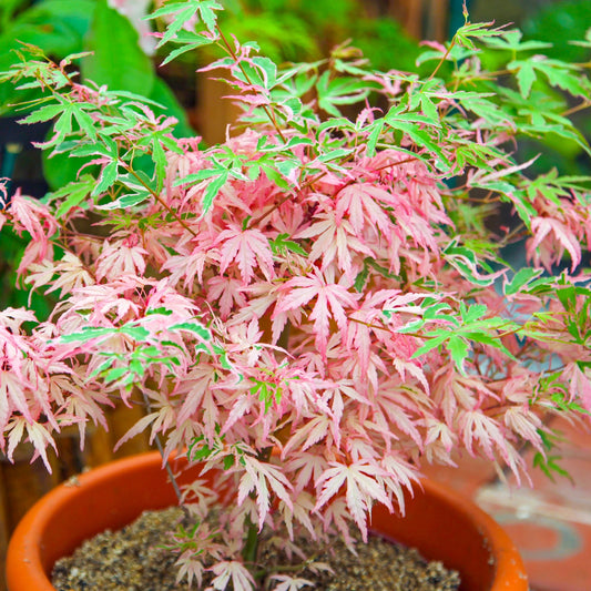 Acer Iyoshi Deciduous Japanese Maple Tree for Patio Garden Ready in Plant 20-30cm incl. Pot