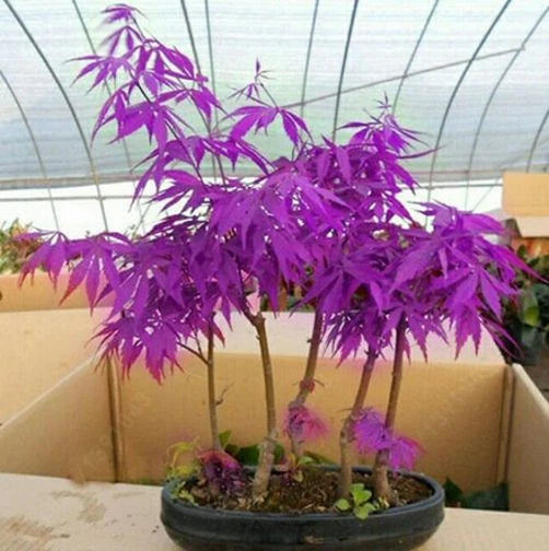 Seeds Purple Ghost Japanese Maple Bonsai Tree