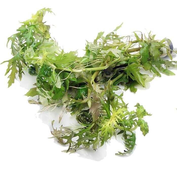 Hygrophila Difformis (5x) Water Wisteria Live Aquarium Plant Tropical