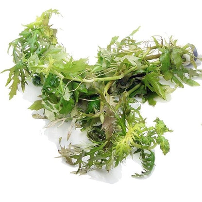 Hygrophila Difformis (5x) Water Wisteria Live Aquarium Plant Tropical