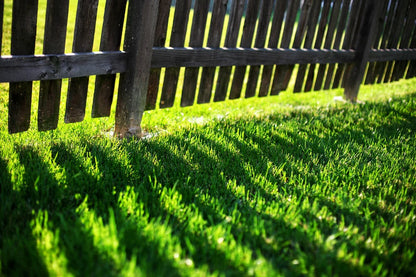 1kg Premium Shade Grass Seed - Ultra shade tolerant, luxury seed
