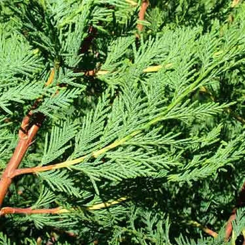 10 X 60-90cms LEYLANDII GREEN EVERGREEN HEDGING CONIFERS 2LTR POTS 2-3ft