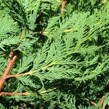10 X 60-90cms LEYLANDII GREEN EVERGREEN HEDGING CONIFERS 2LTR POTS 2-3ft
