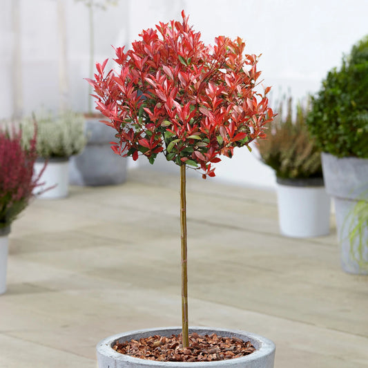 Photinia 'Little Red Robin' Standard Tree 70-80cm