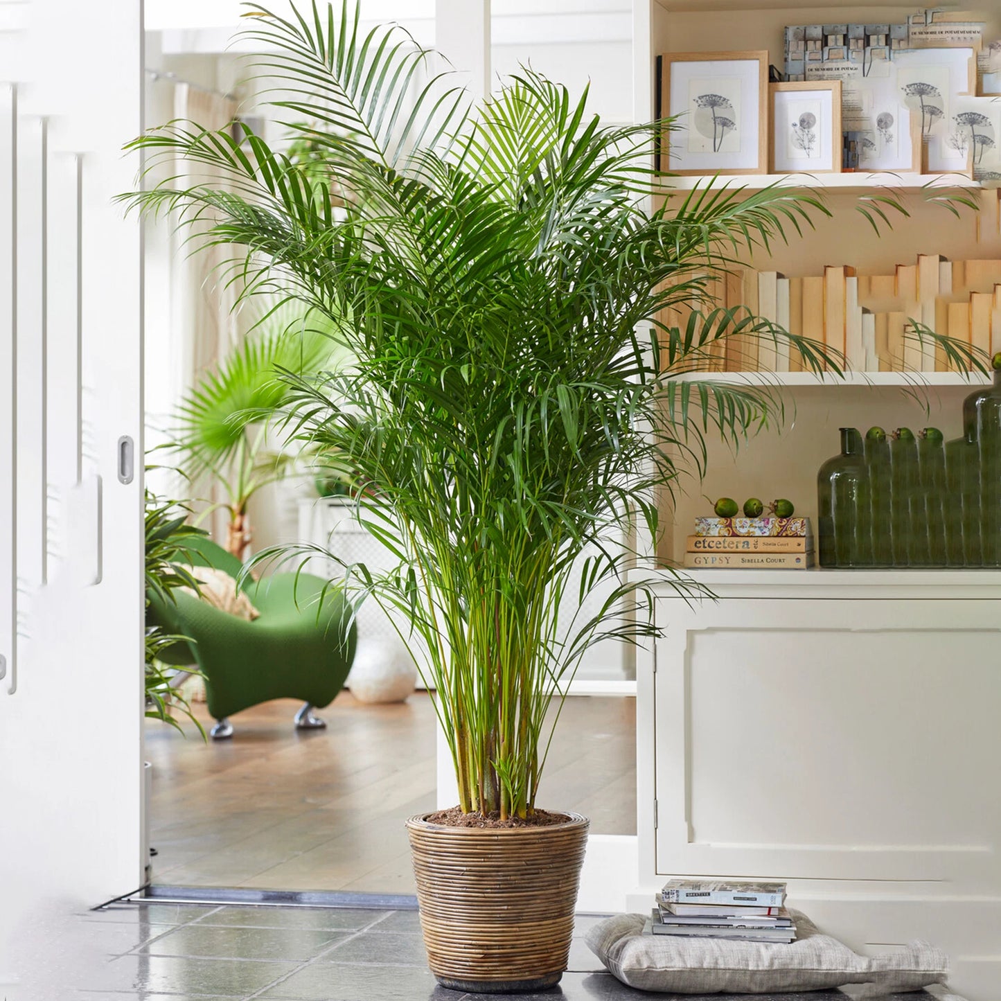 Areca Palm Large Indoor House Plant Real Tropical Exotic Evergreen Tall