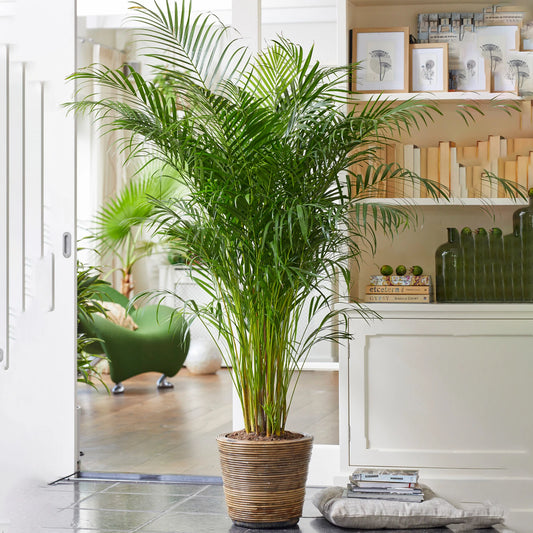 Areca Palm Large Indoor House Plant Real Tropical Exotic Evergreen Tall
