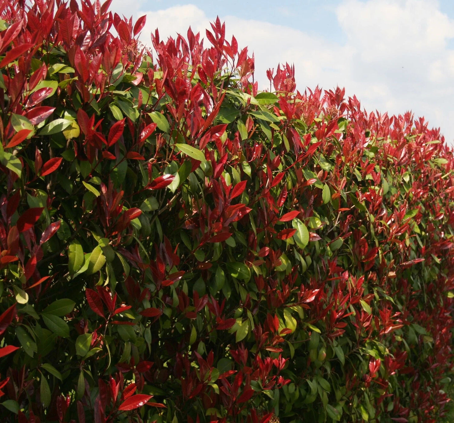 Photinia Red Robin Evergreen hedge plants hardy bare root hedging