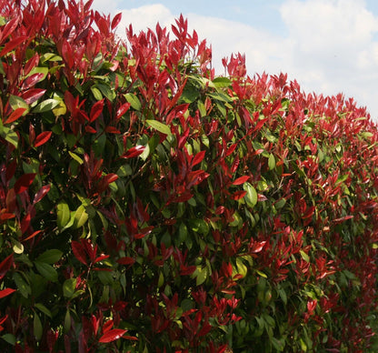 Photinia Red Robin Evergreen hedge plants hardy bare root hedging