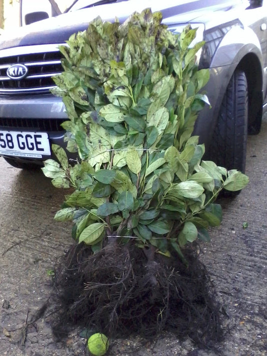 10 Cherry Laurel Evergreen bare root hedge plants 60-90cm (2-3ft)