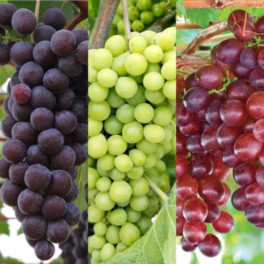 3 x Grape Vine Plant Mix - Garden Climbing Fruit Plant Grow Your Own Grapevine