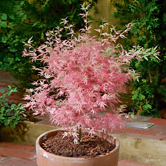 Acer palmatum Taylor - Japanese Maple | Large Outdoor Garden Ready Tree in Pot