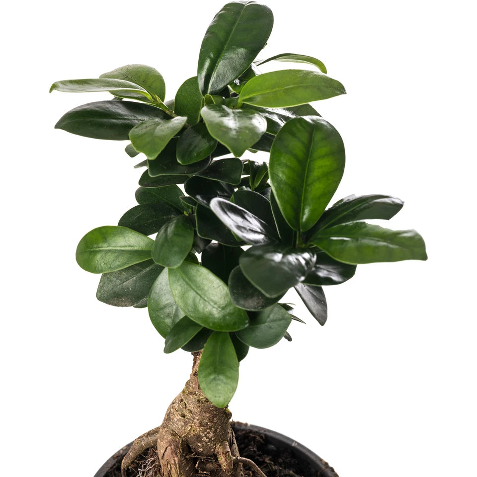 Ficus Ginseng Bonsai Tree Tall Indoor Plants Exotic Large Trees For Your Home