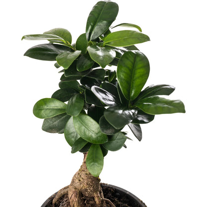 Ficus Ginseng Bonsai Tree Tall Indoor Plants Exotic Large Trees For Your Home