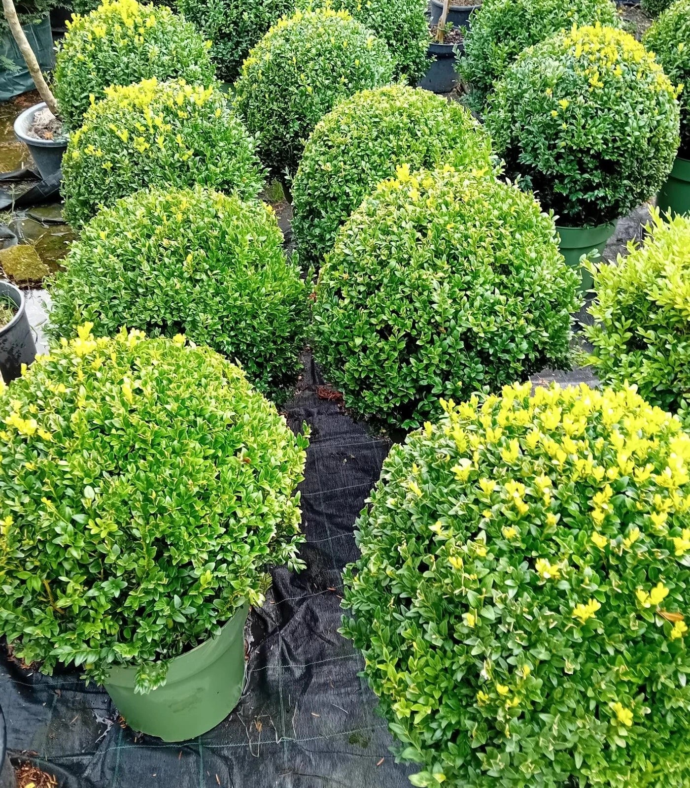 Buxus sempervirens (common box) topiary ball 45-50cm diameter
