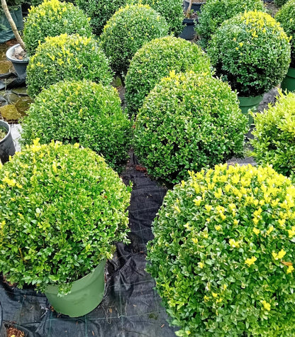 Buxus sempervirens (common box) topiary ball 45-50cm diameter