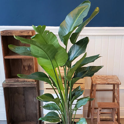 Strelitzia nicolai | 35-45cm Potted White Bird of Paradise | Indoor Plant Gift
